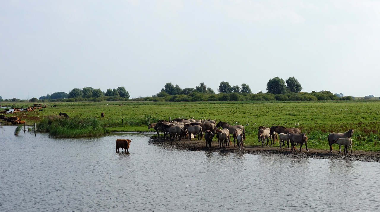 Image - wild horses horses nature reserve