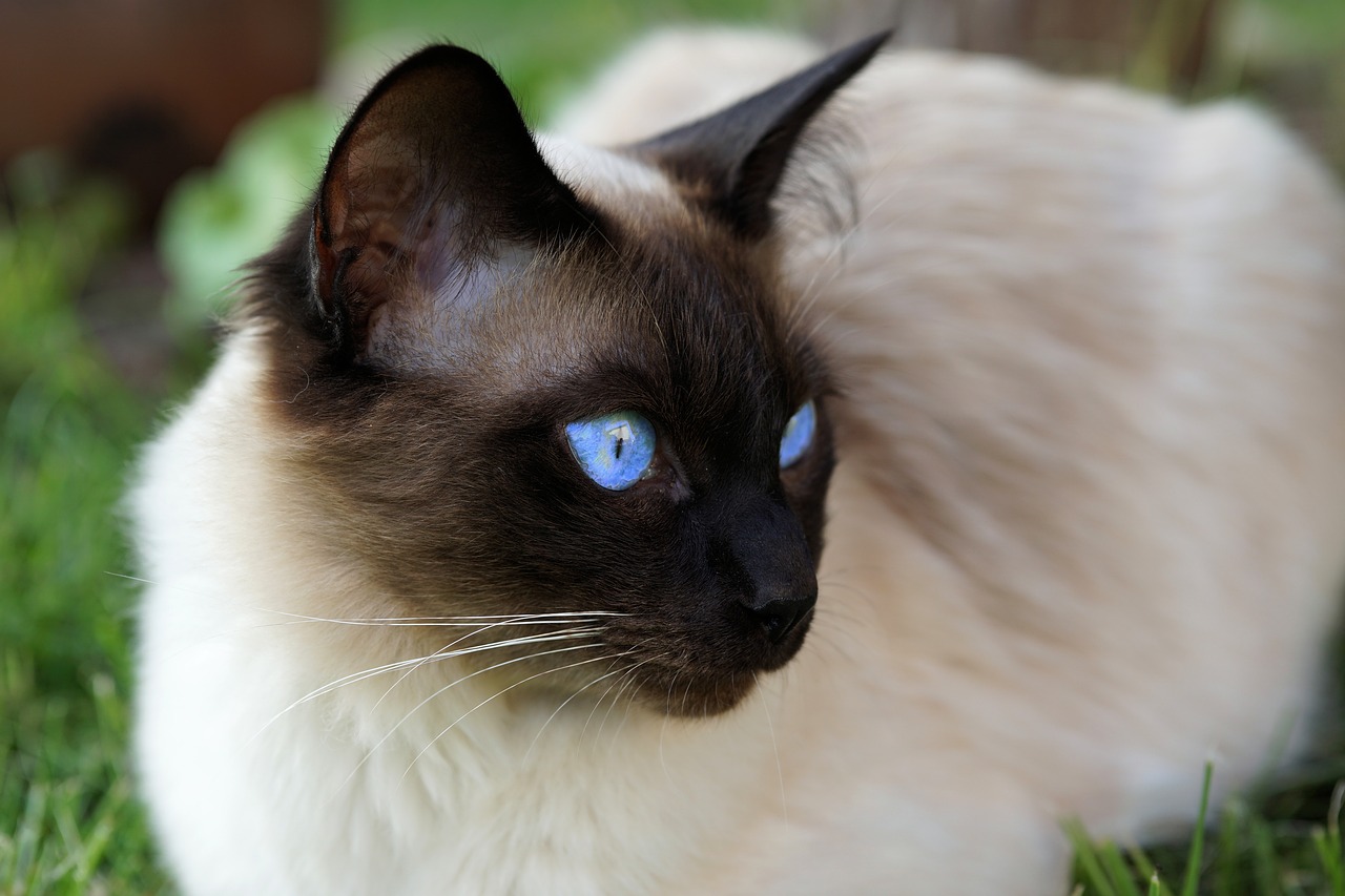 Image - siam siamese cat cat domestic cat