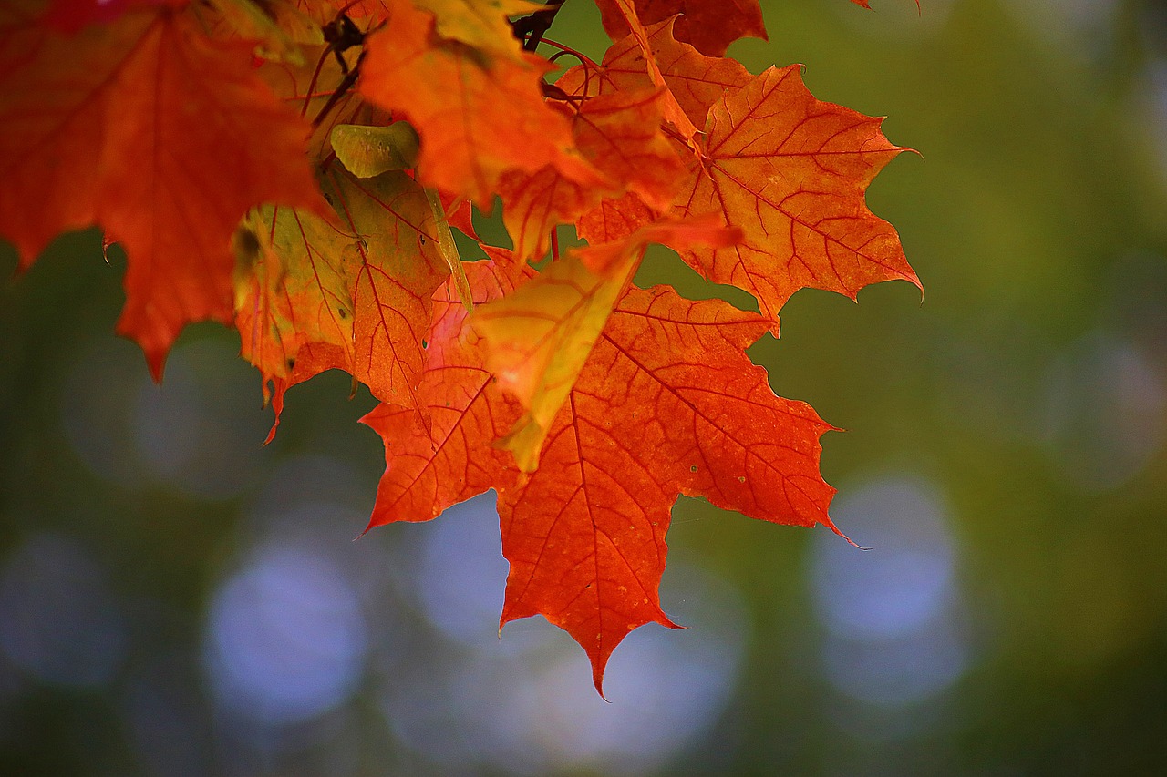 Image - autumn beauty maple st petersburg