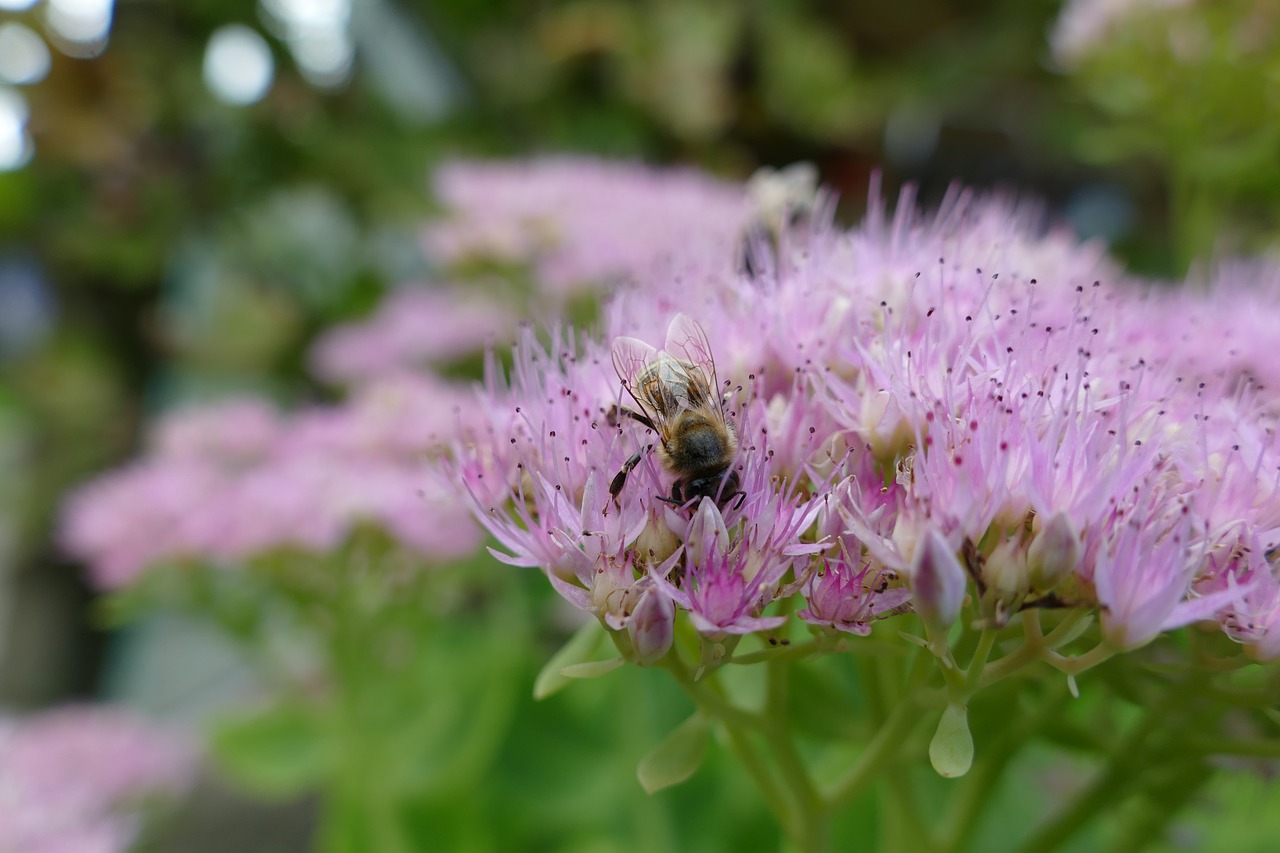 Image - bee fat hen nectar bee plant