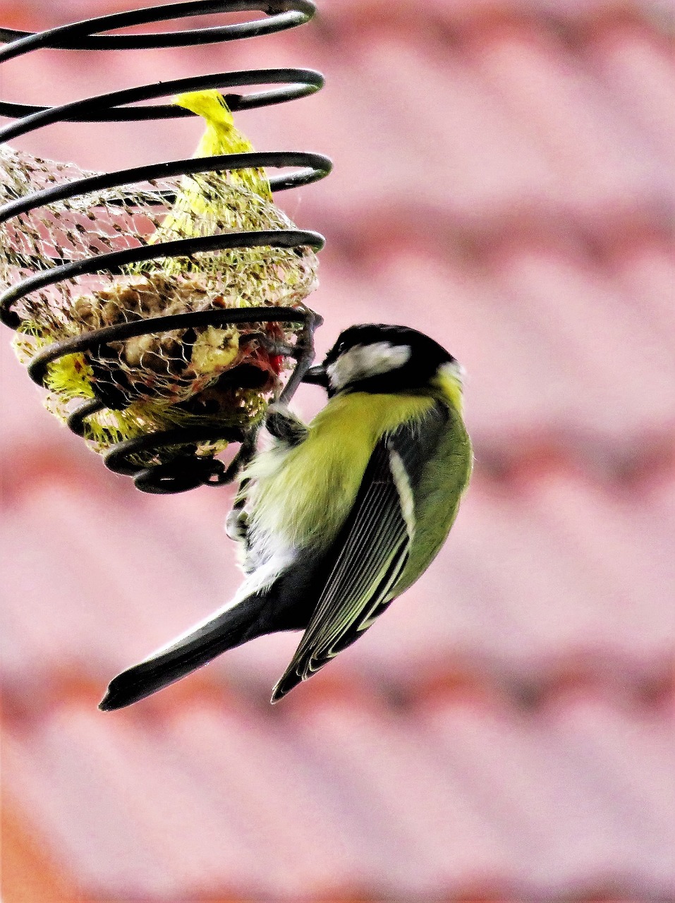 Image - bird tit songbird feed spiral