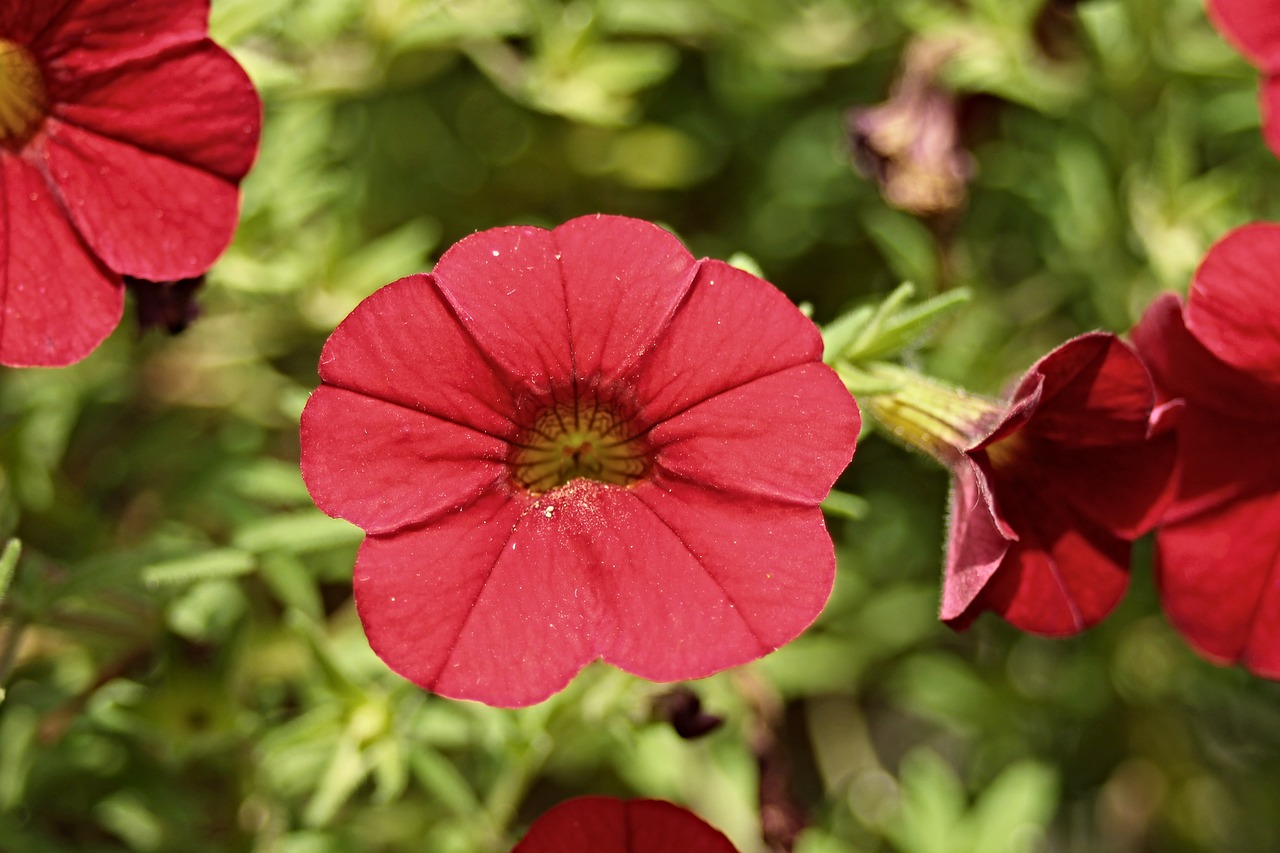 Image - petunia garden petunia solanaceae