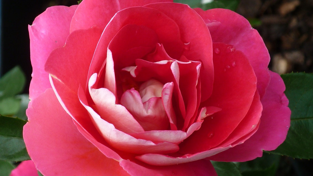 Image - rose flower red petals inside