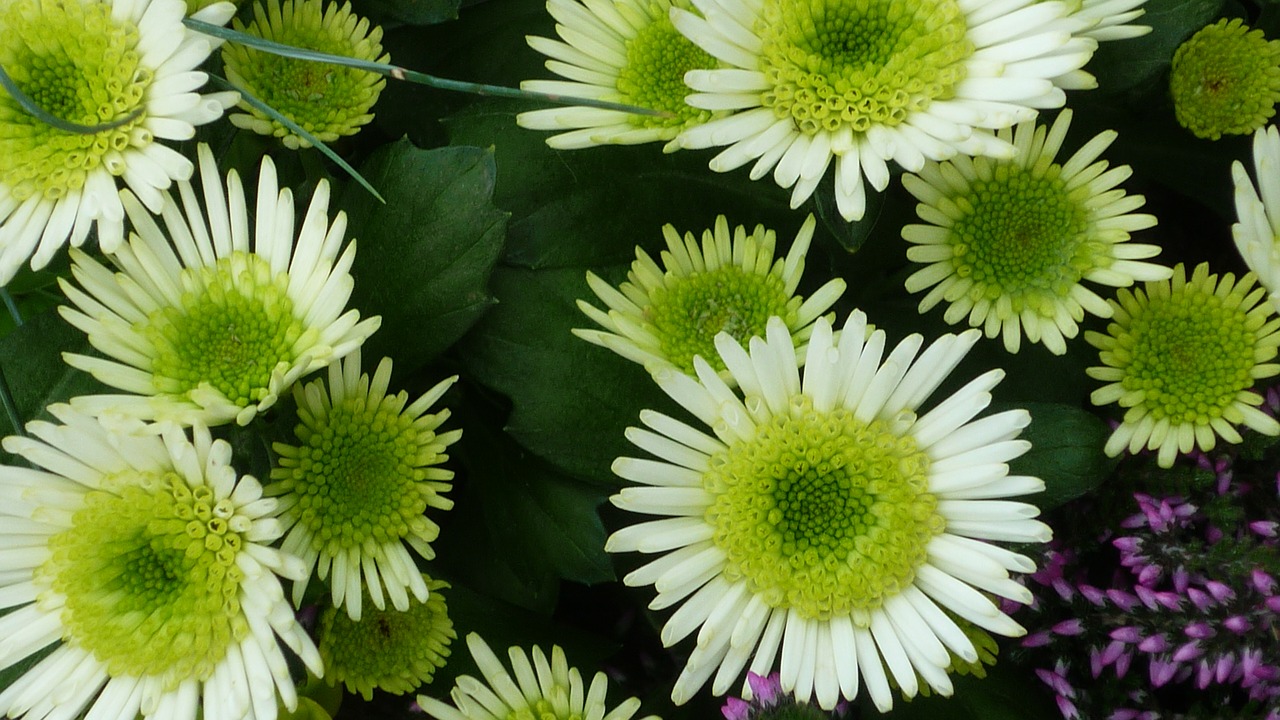 Image - aster flower white flowers inside