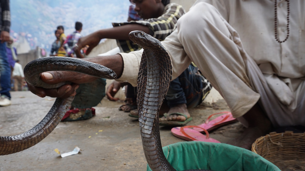 Image - snake black black snake cob wild
