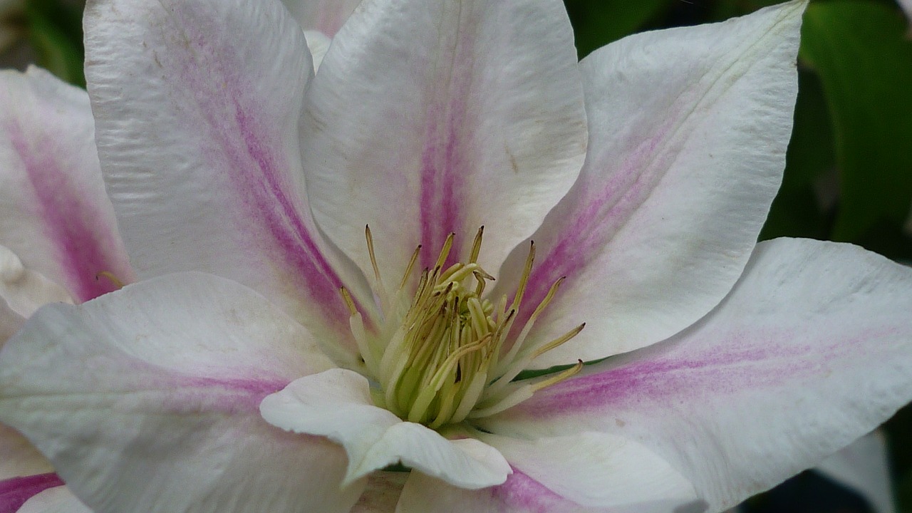 Image - clematis flower rangt white