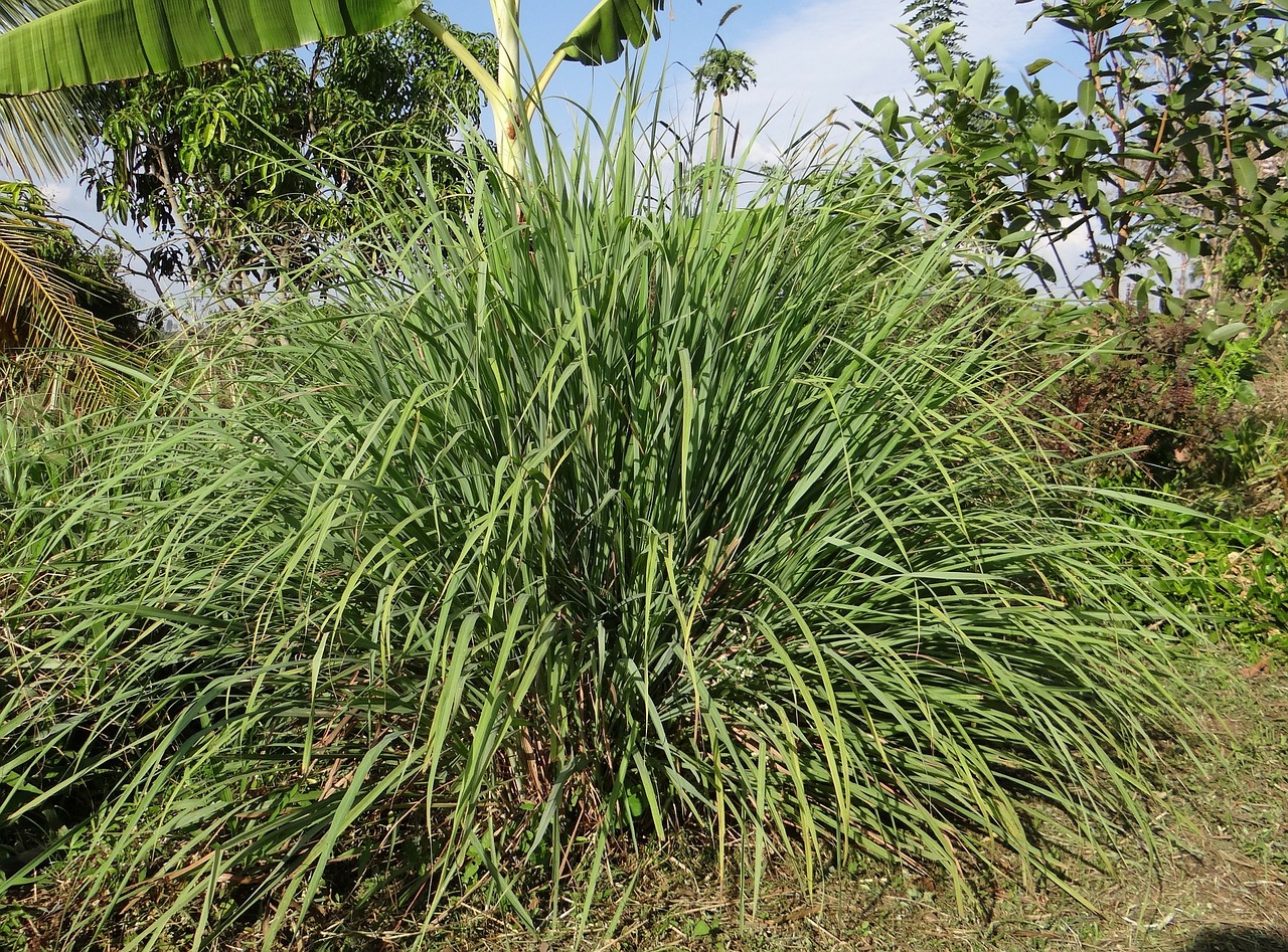 Image - cymbopogon lemongrass grasses