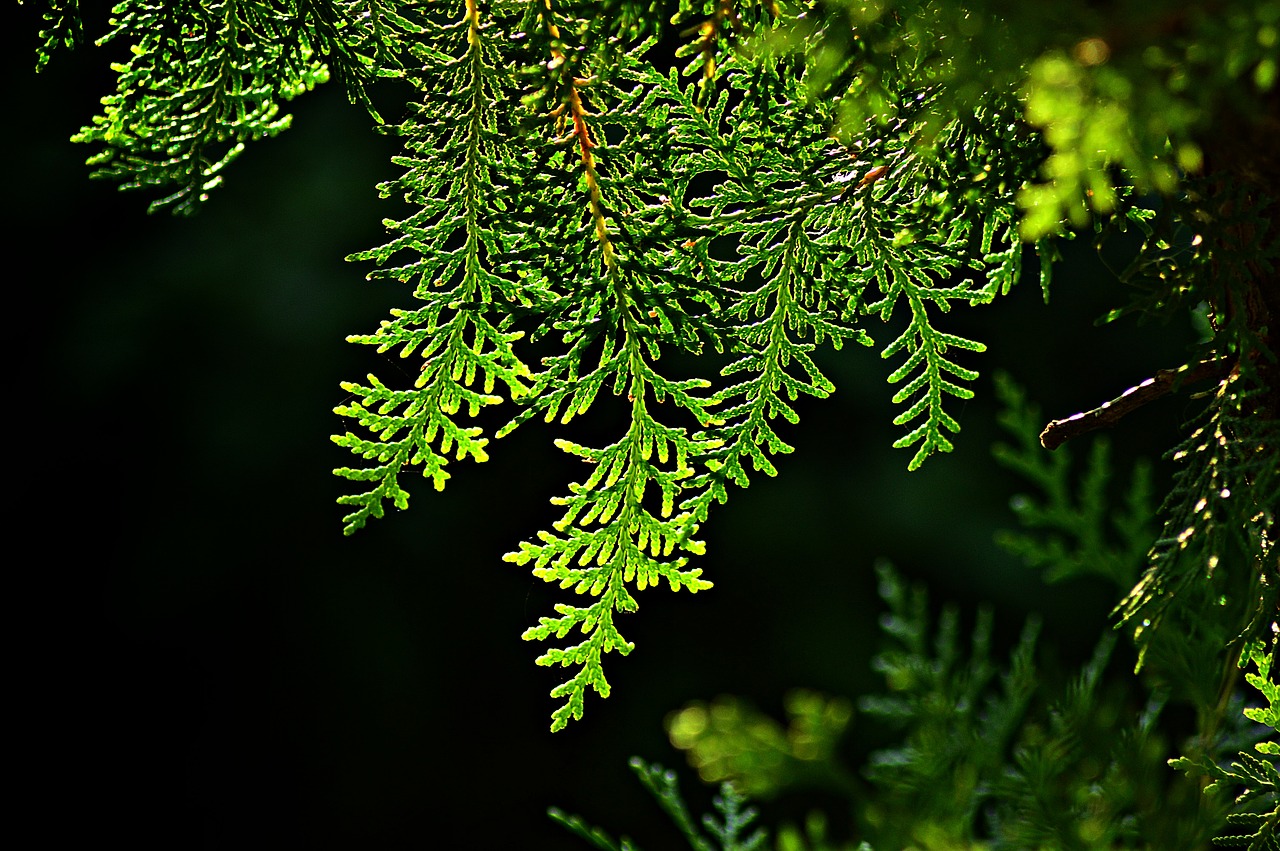 Image - thuja tujafa evergreen wood bough