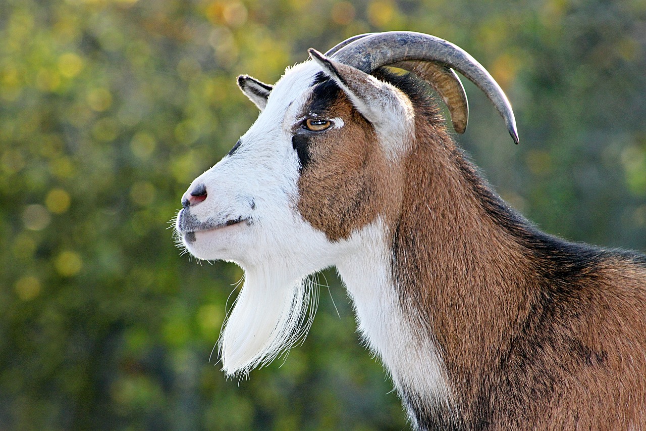 Image - goat dwarf goat animal world nature