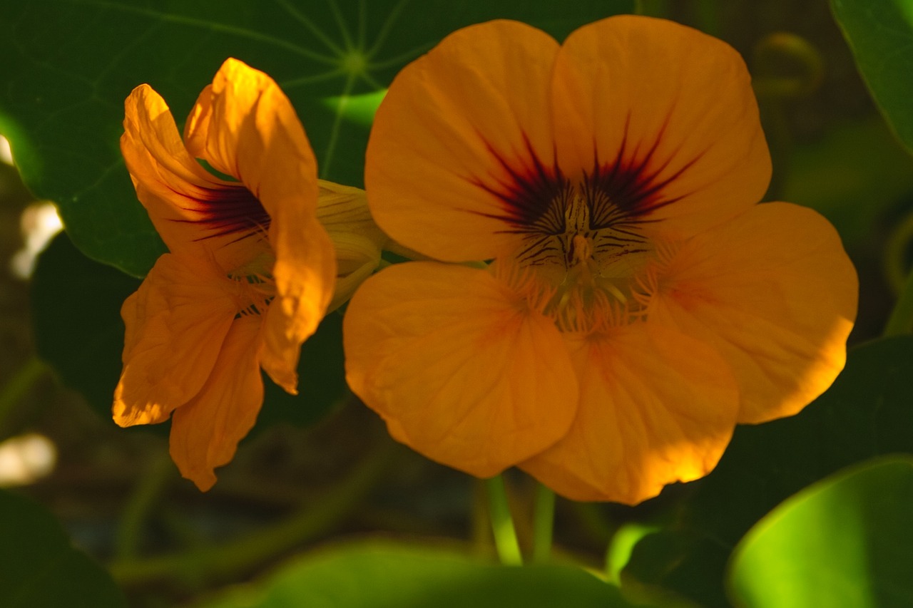 Image - tropaeolum majus orange natural