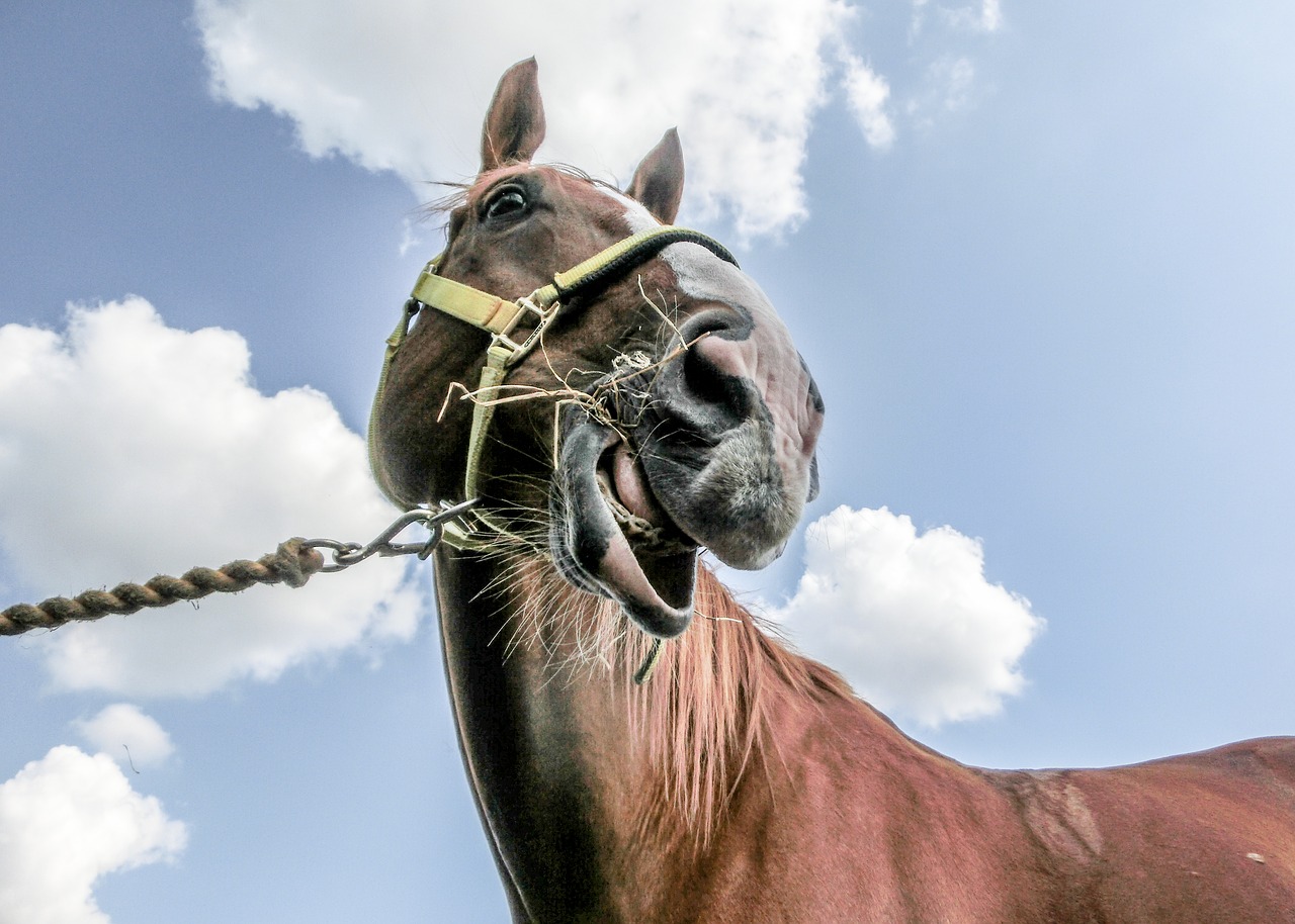 Image - horse equine ginger equestrian