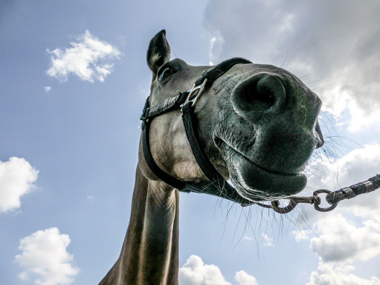 Image - horse equine portrait colour happy