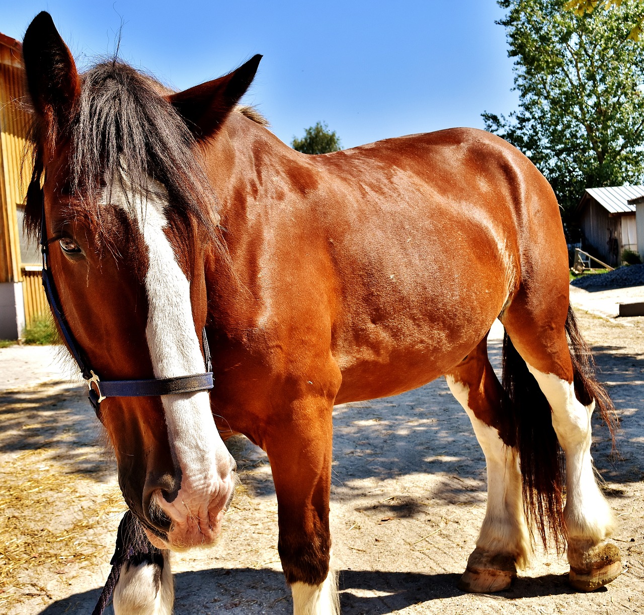 Image - shire horse horse big horse ride