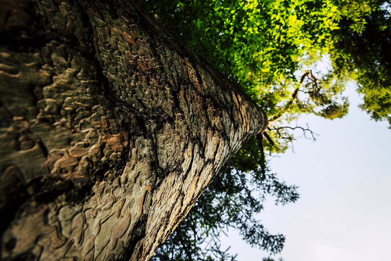 Image - tree wood forest log annual rings