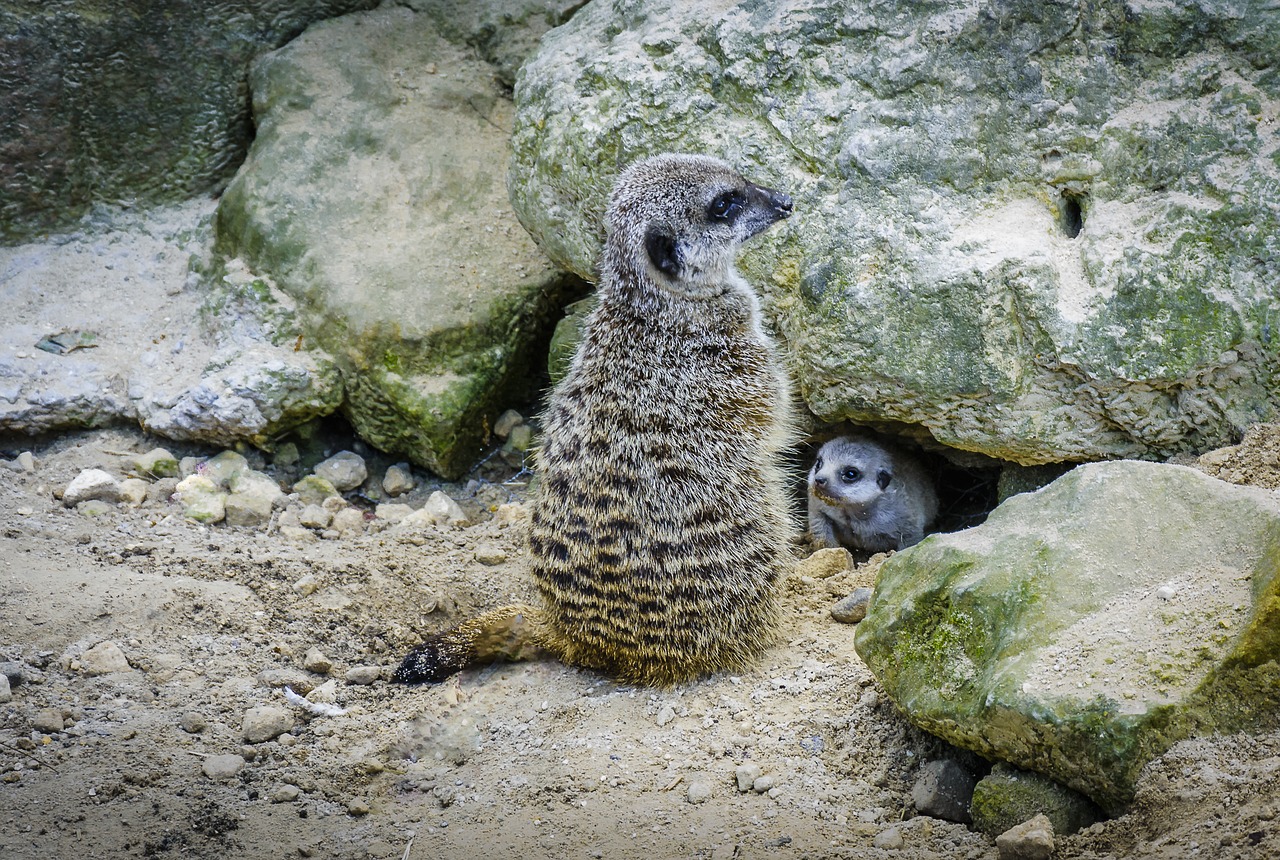 Image - meerkat baby fauna wildlife