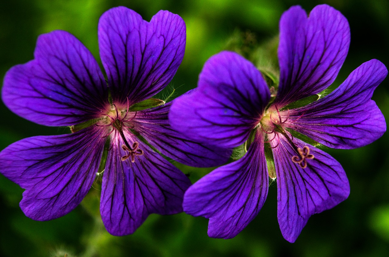 Image - flower lilac flora blossom purple