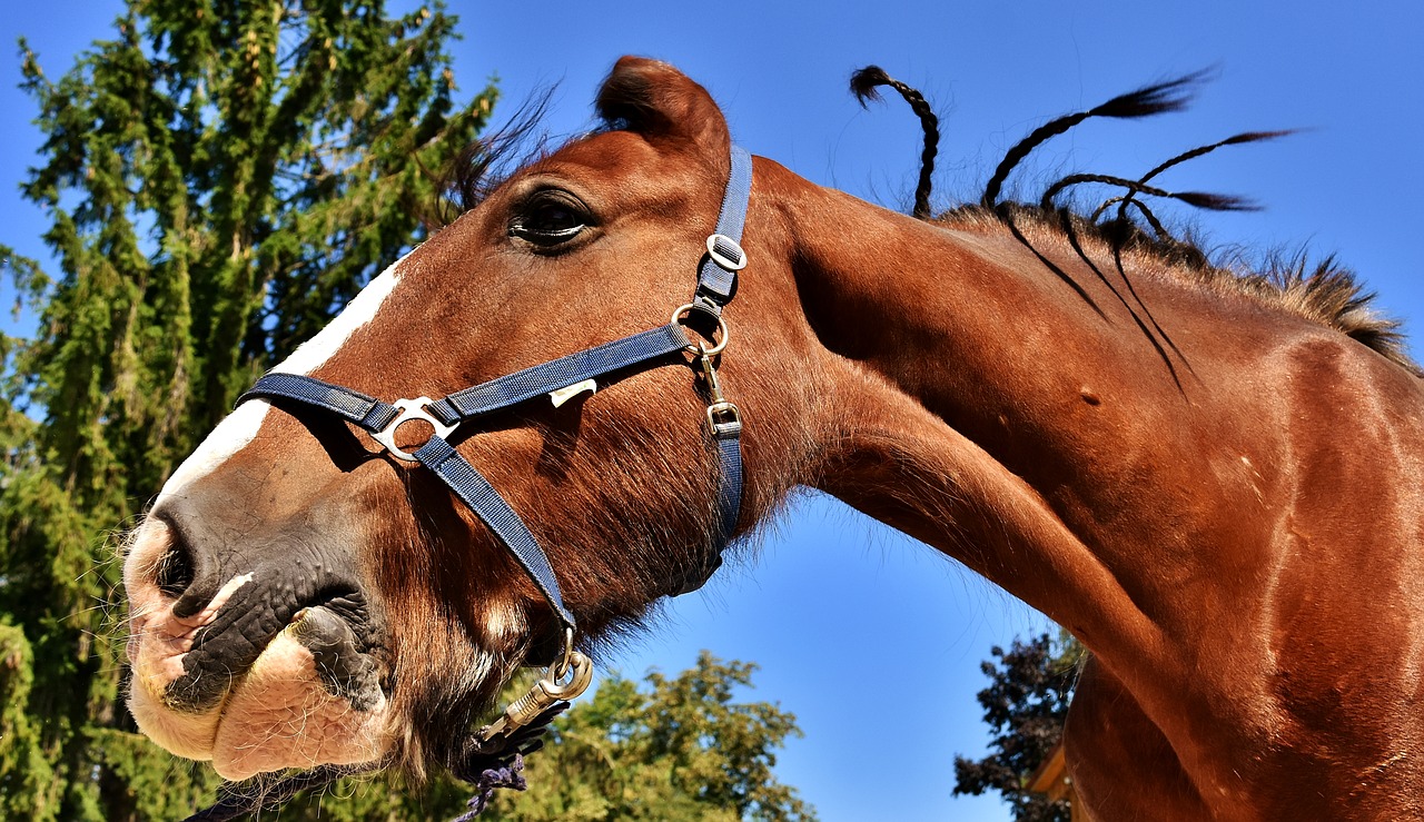 Image - shire horse horse big horse ride