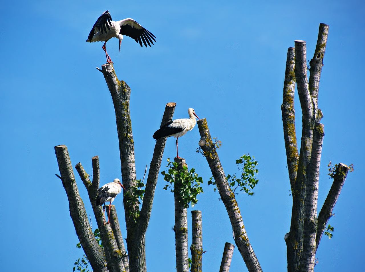 Image - storks tree stork spring bird