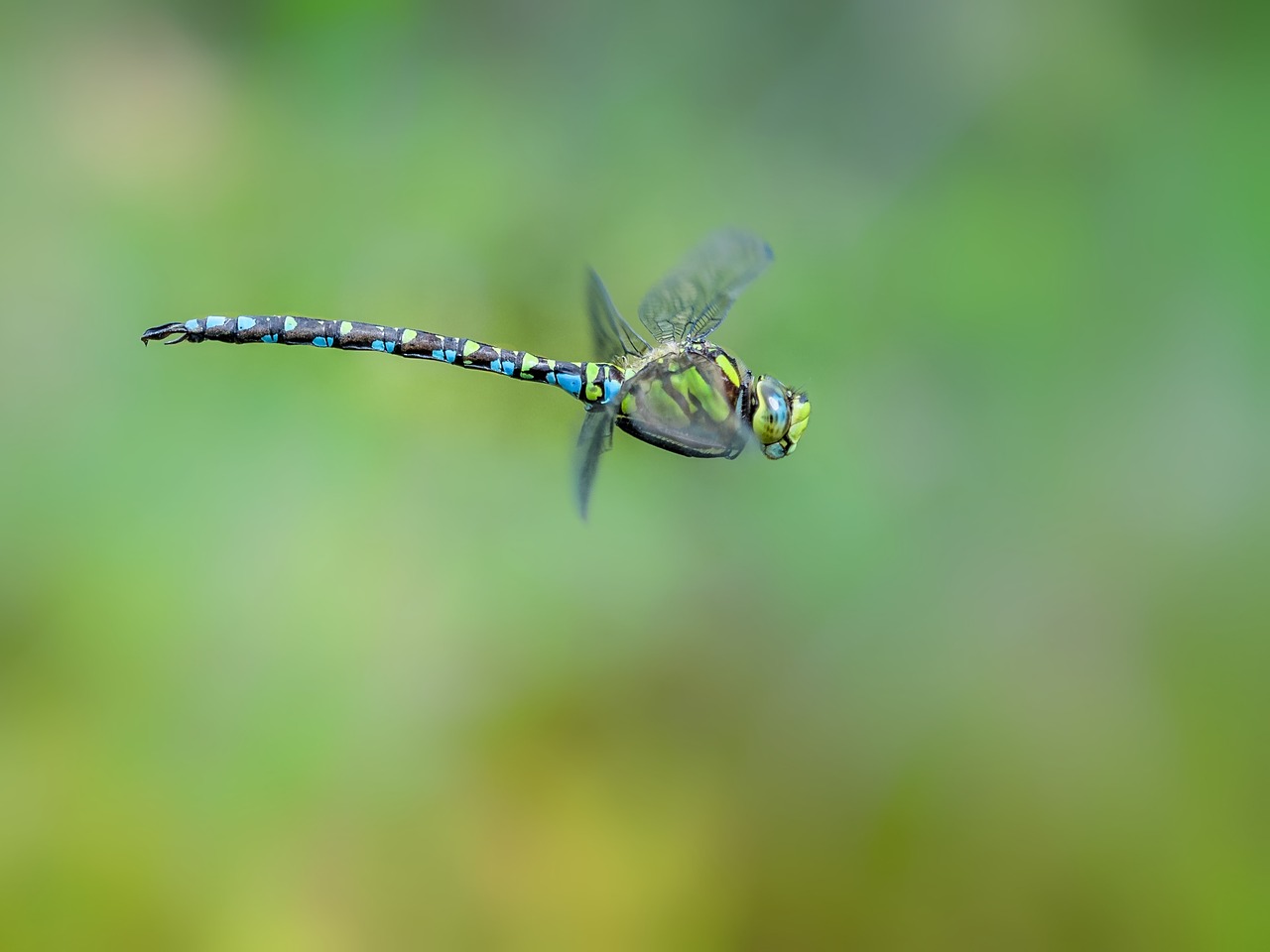 Image - dragonfly hawker blue green