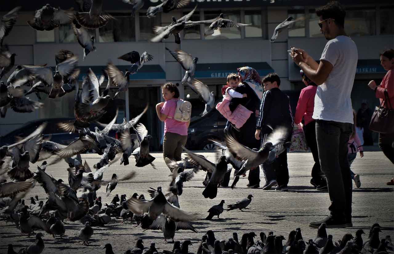 Image - pigeon dove bird nature animal ks