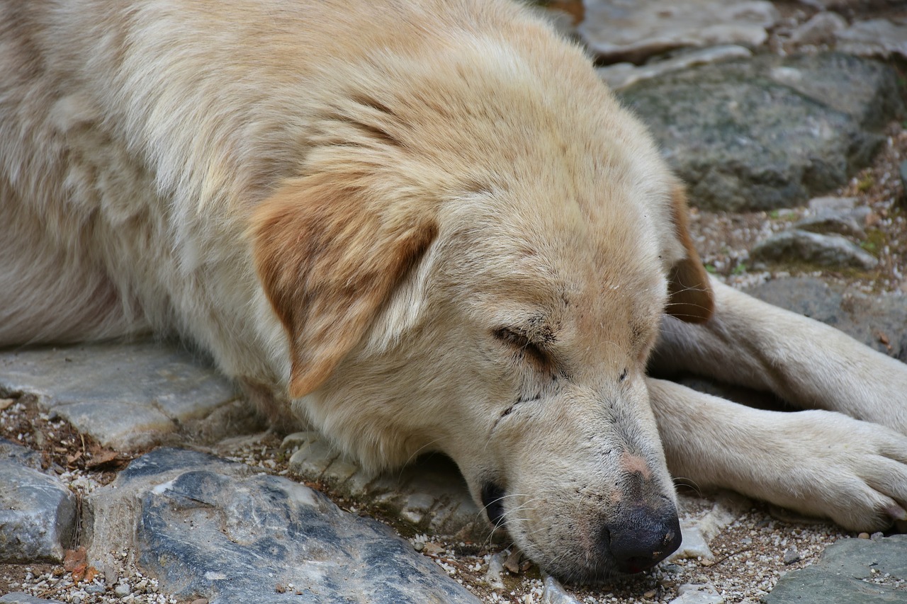 Image - dog street dog portrait hybrid