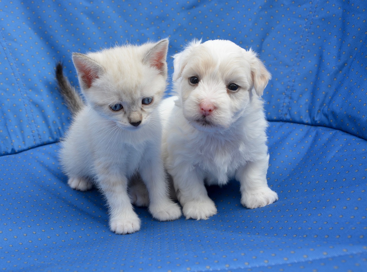 Image - puppy kitten dog cat sweetness
