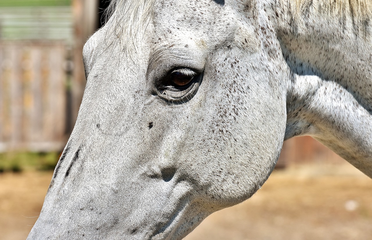 Image - horse mold reiterhof animal