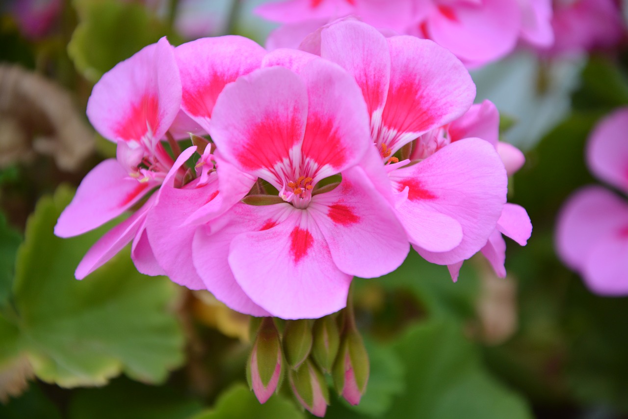 Image - geranium pink flowers rose petals