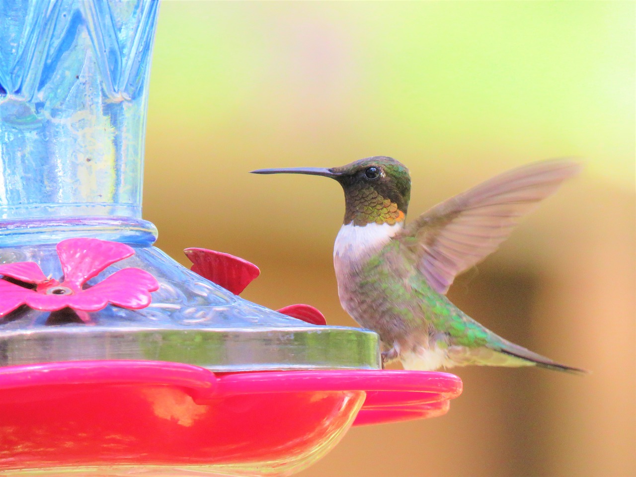 Image - bird colorful wildlife hummingbird