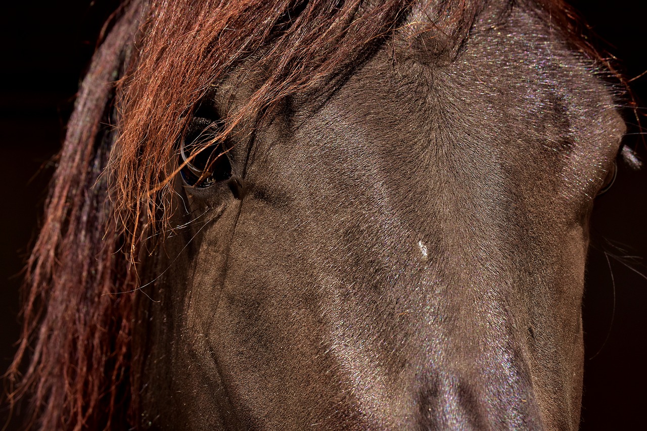 Image - horse brown close eyes head