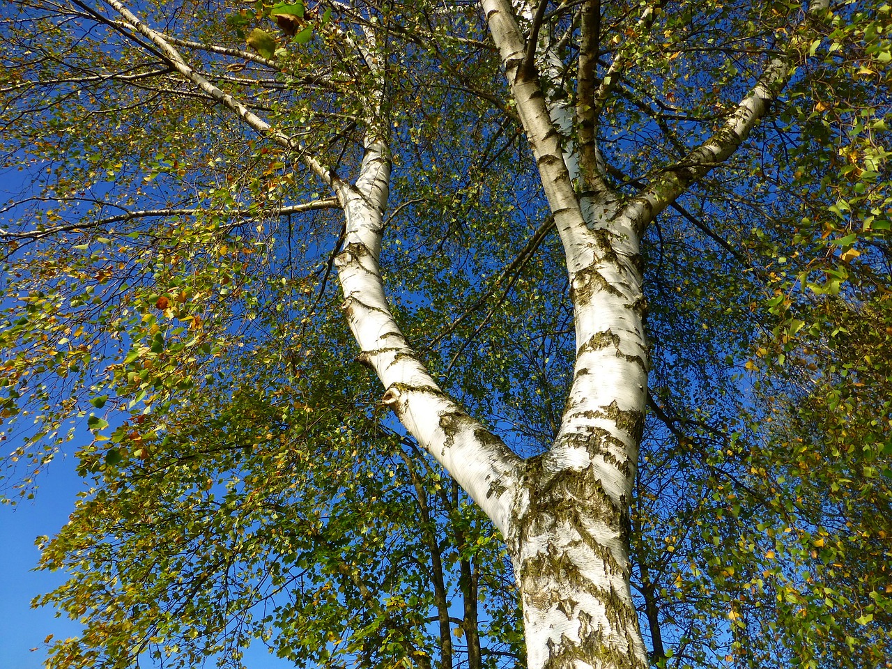 Image - birch autumn skyward blue sky