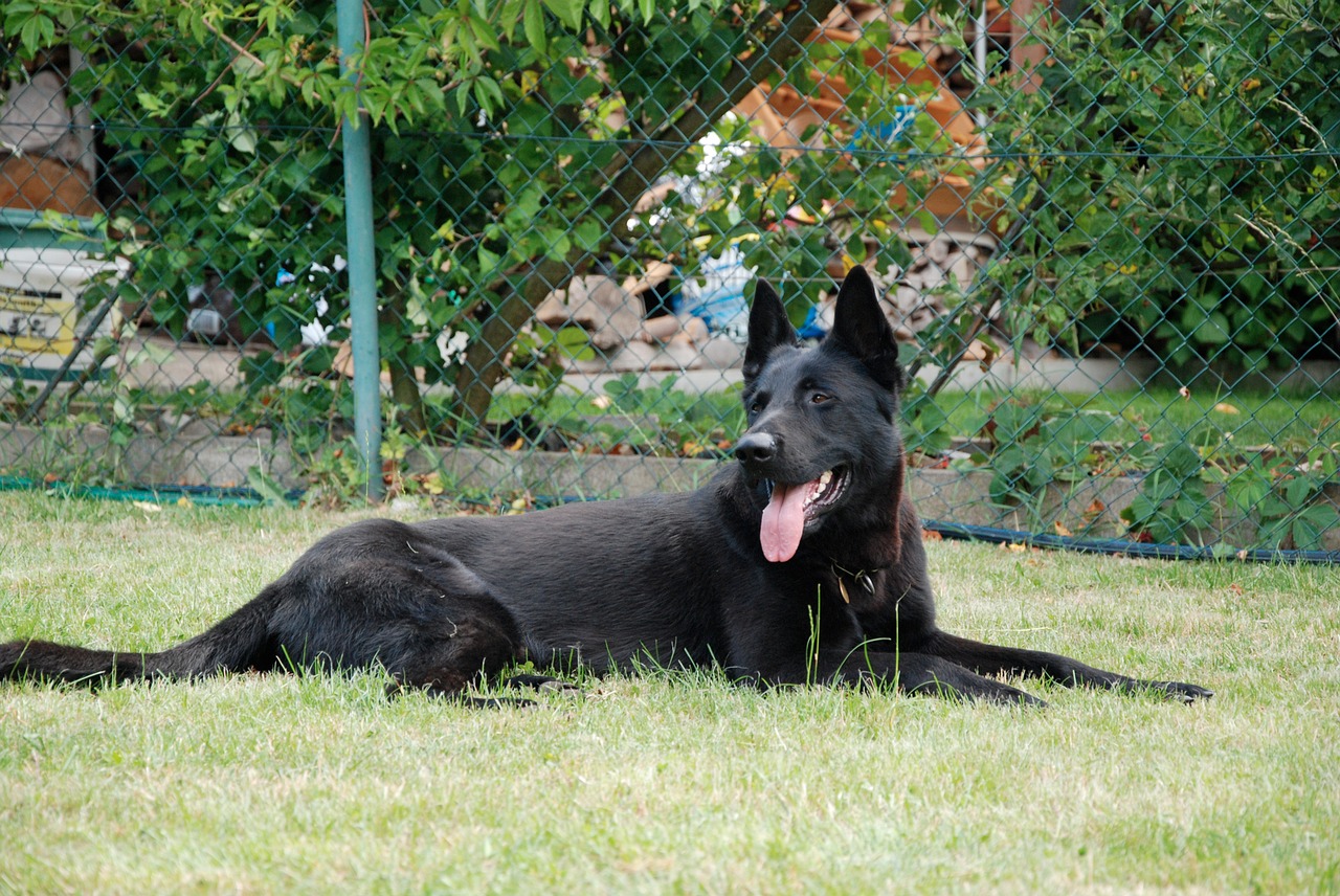 Image - animal training alsatian dog