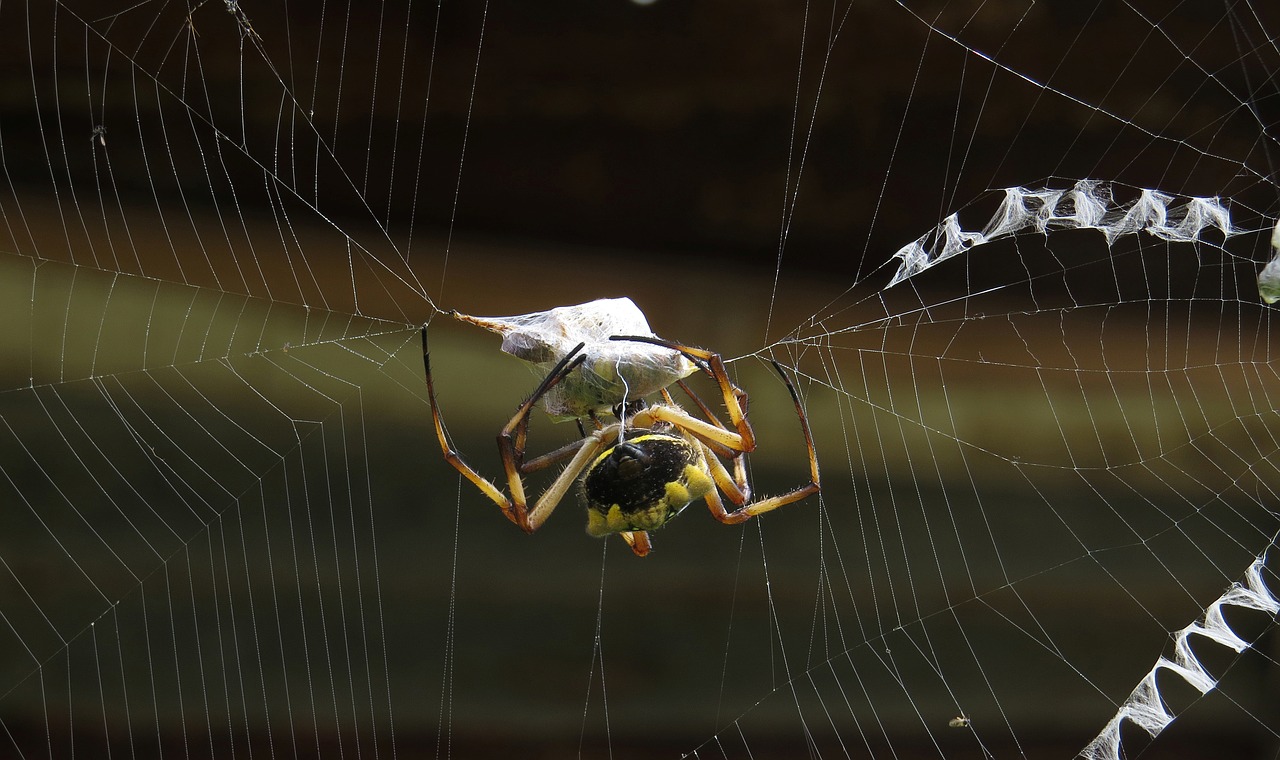 Image - insect macro spider colombia