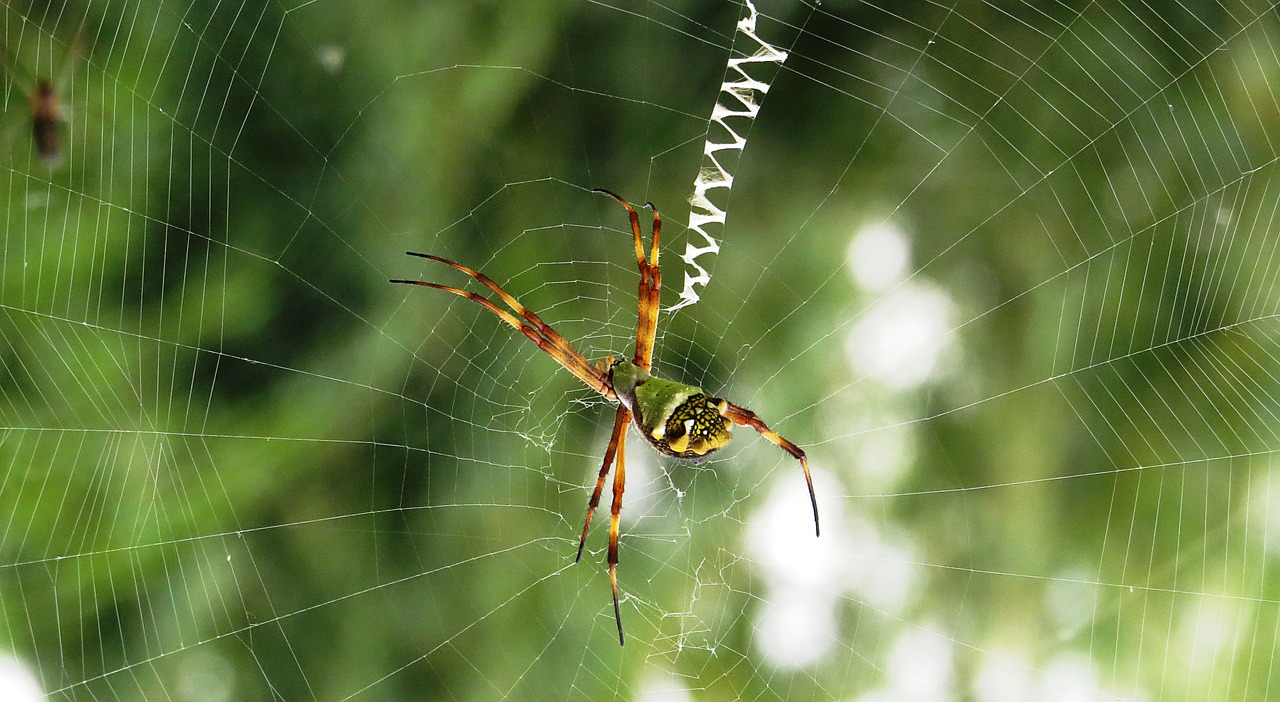 Image - macro insect arachnid colombia
