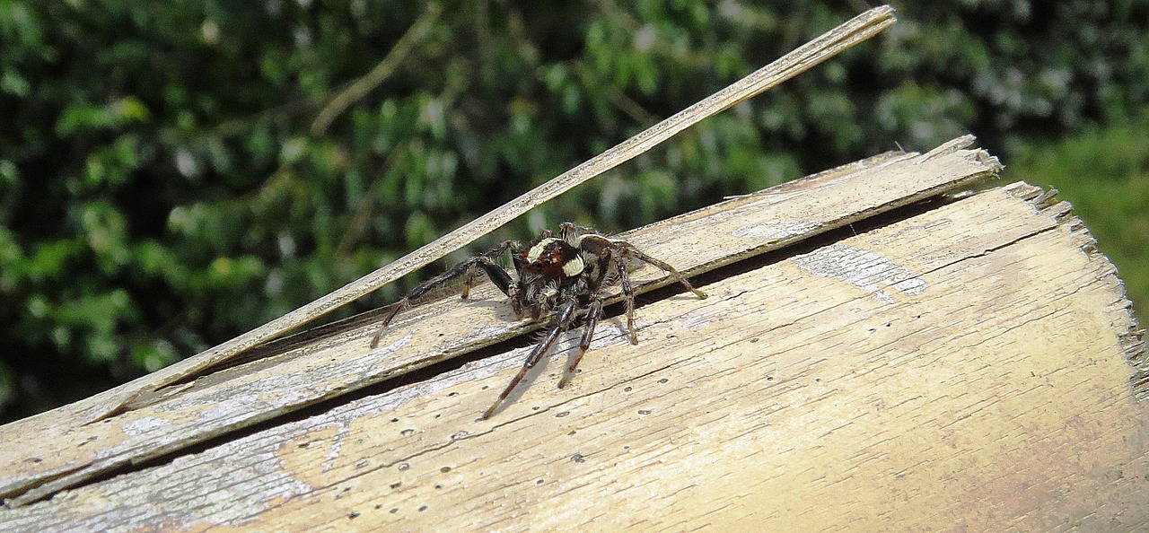 Image - spider leaper hunter insect