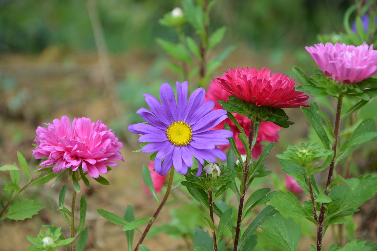 Image - flower flowers bouquet country