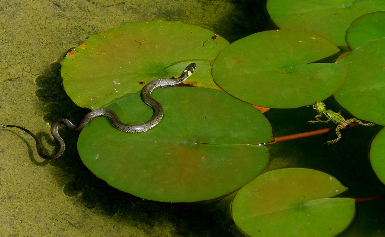 Image - grass snake hunting frogs pond