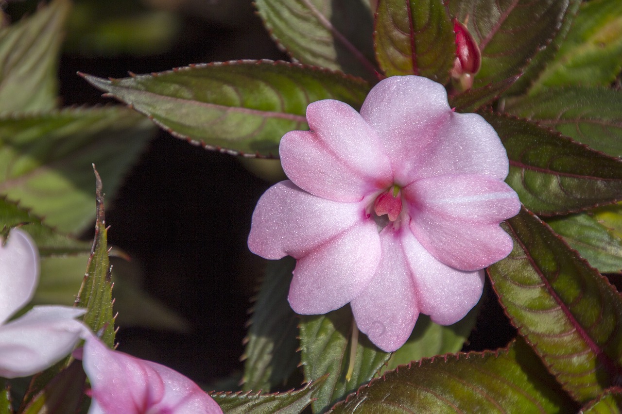 Image - exotic flower garden flowers flower