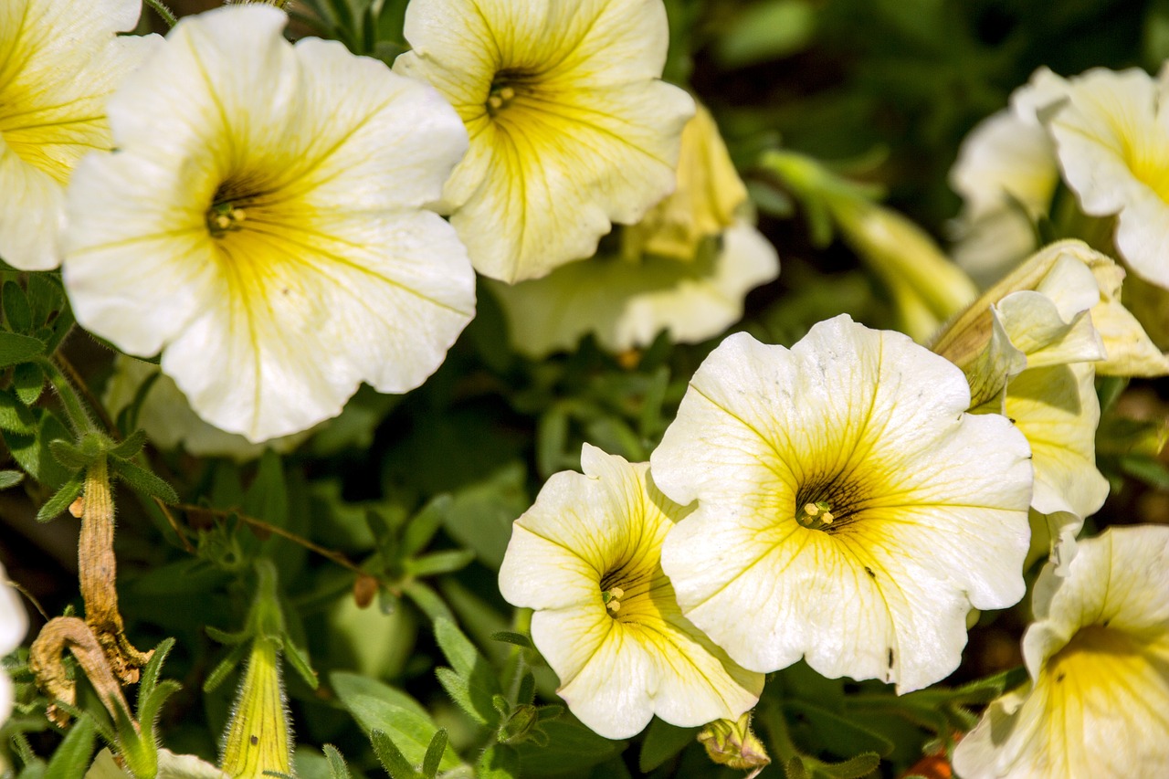 Image - exotic flower garden flowers flower