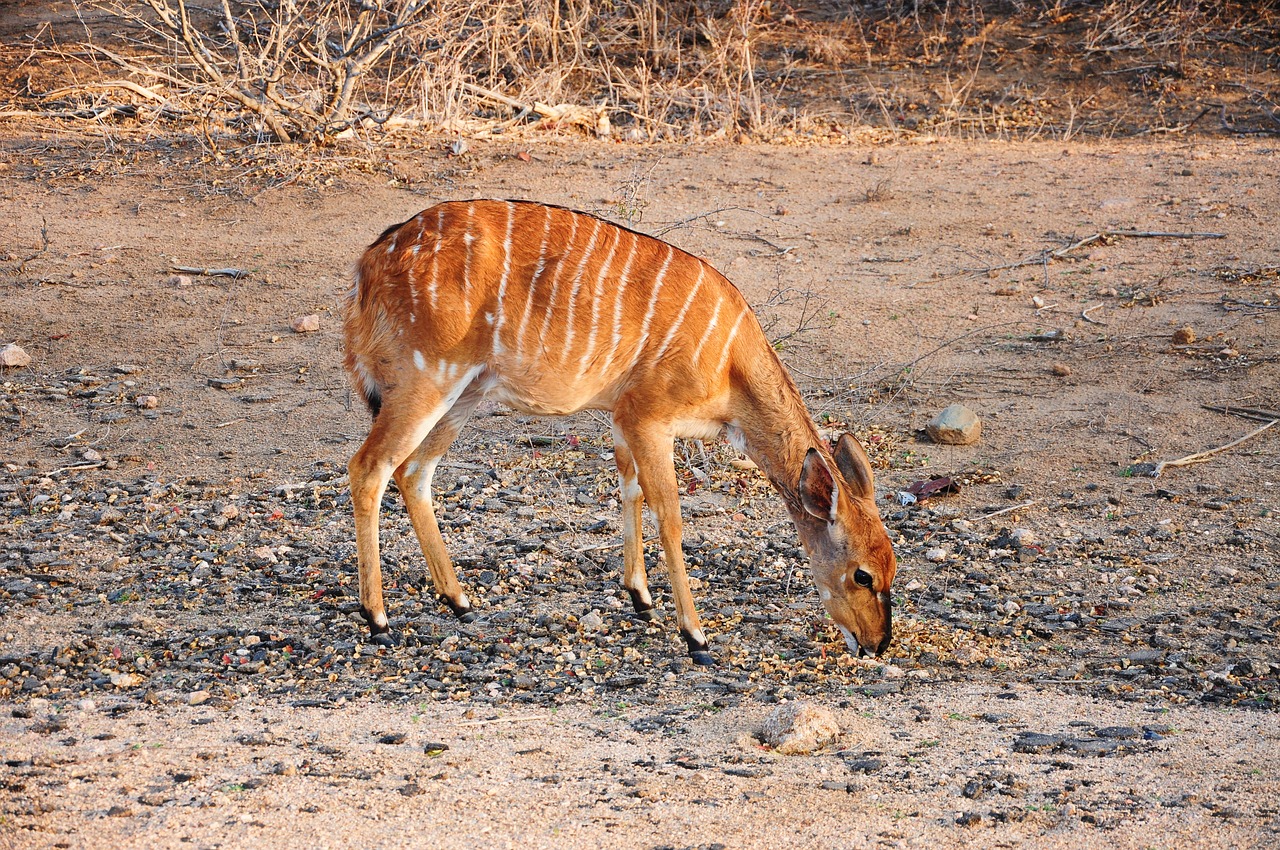 Image - kruger africa bambi