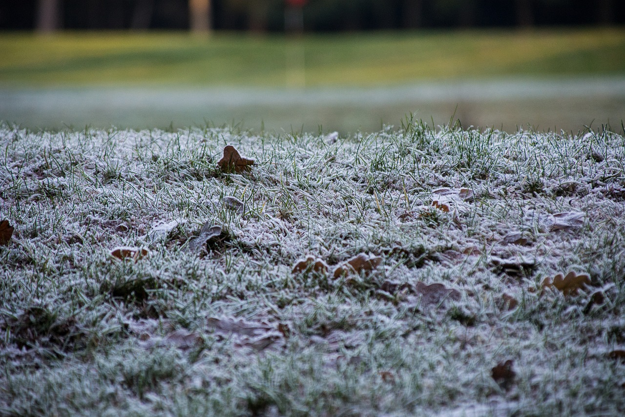 Image - grass nature winter outside frozen