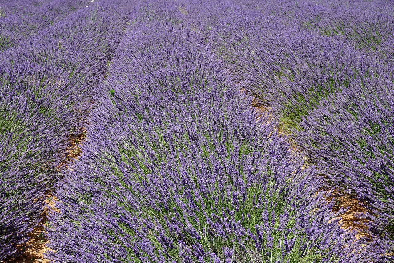 Image - lavender provence lavandin france