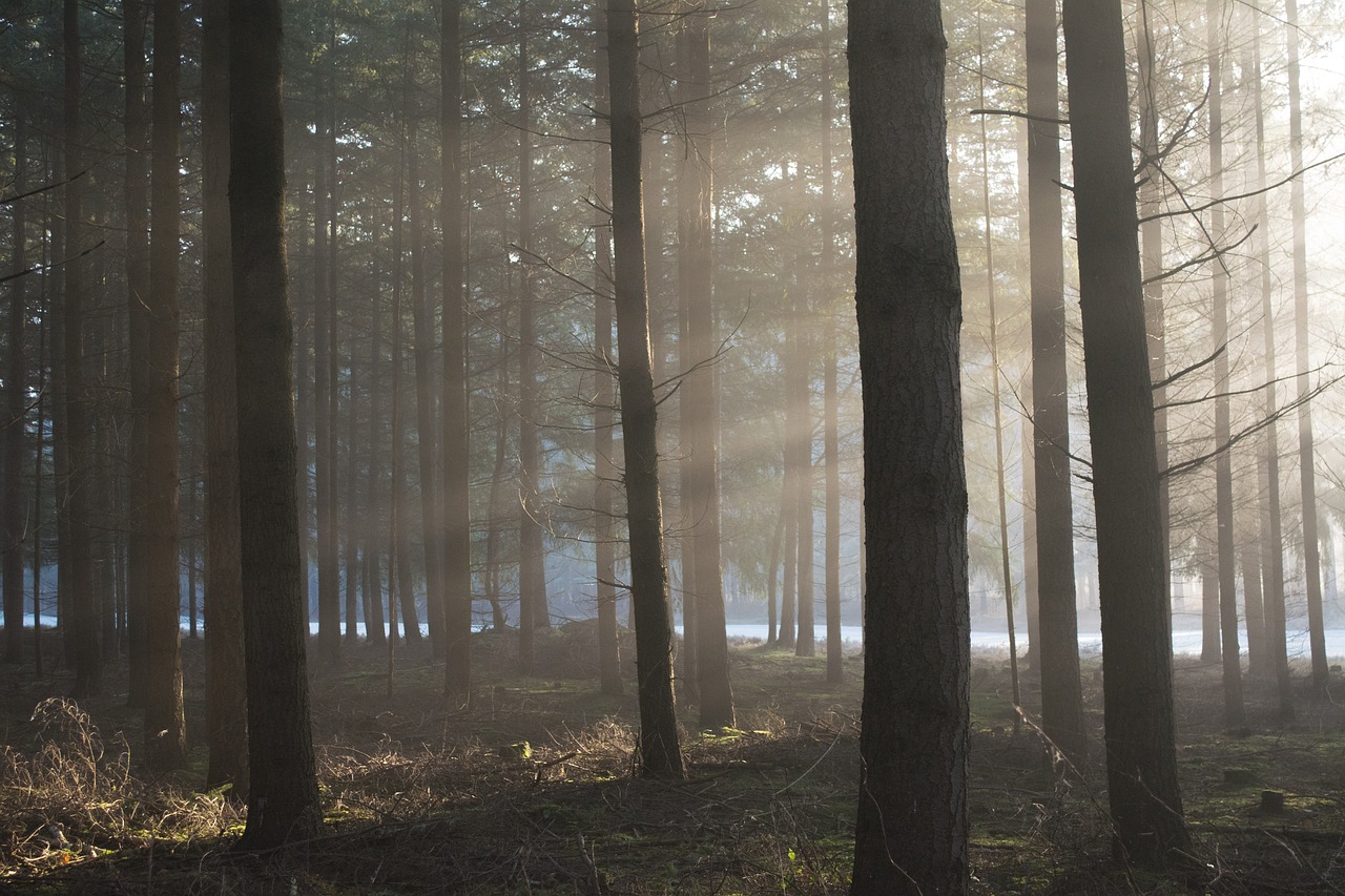 Image - sun shine bright nature forest