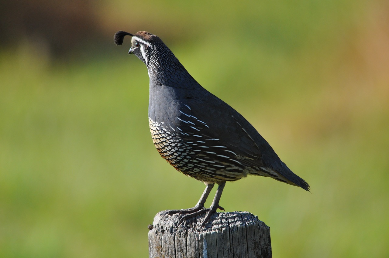 Image - californian quail new zealand bird