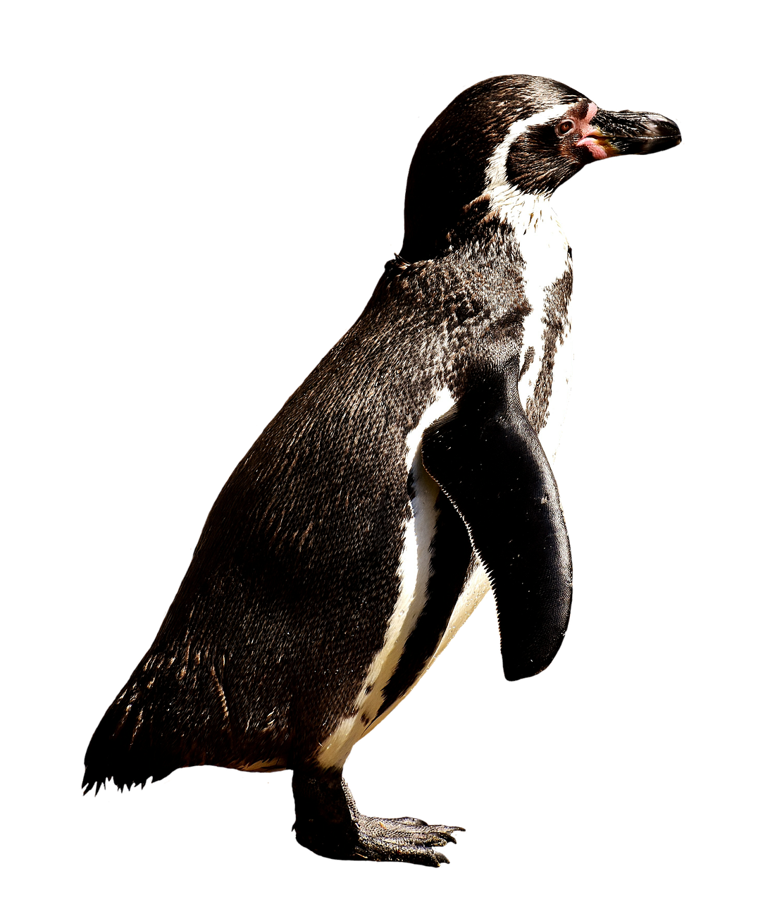 Image - penguin animal animal world