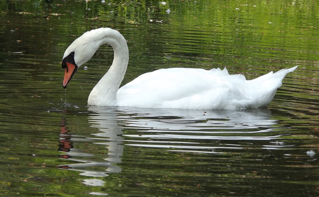 Image - fauna bird wild birds white swan