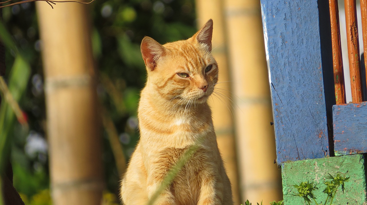 Image - fauna domestic animal cat colombia