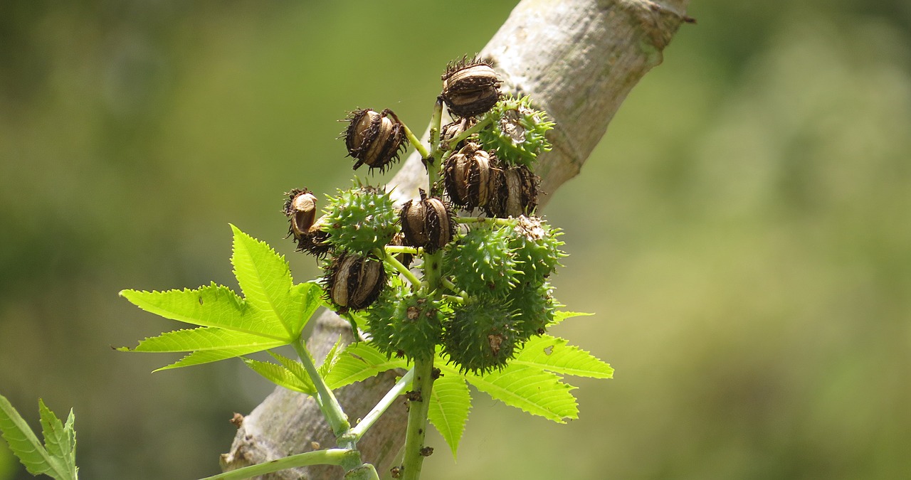 Image - nature fig tree fruit colombia