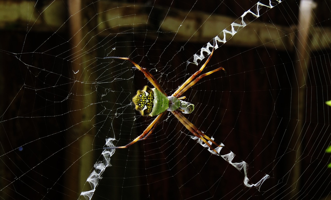 Image - macro insect web colombia