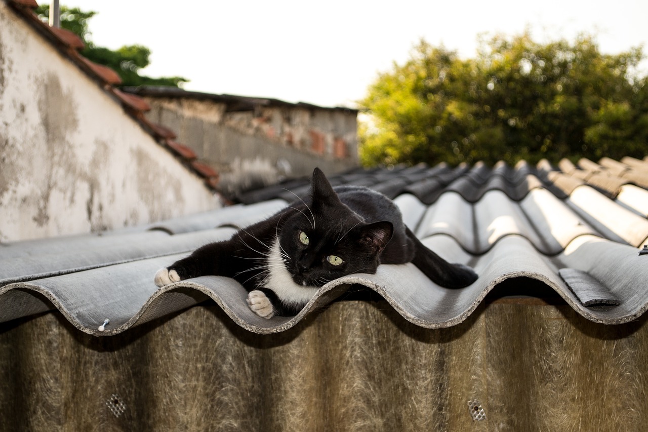 Image - cat kitty gato kitten cute